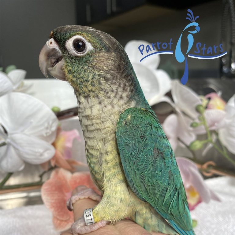 green-cheek-conure-for-sale_1725277407